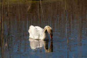 je l'amour le Regardez de cette magnifique blanc cygne nager par cette étang. le grand blanc oiseau semble assez pacifique. le réflexion en dessous de cette aviaire est vraiment jolie dans le encore l'eau. photo