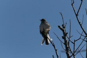 oiseau moqueur perché sur branches de une arbre. plumes duveteux de le vent soufflant lui. le gris plumage construit à mélange dans. le membres sont nu montrant le tomber saison. jolie bleu ciel dans le Contexte. photo