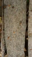 vieux patiné en bois clôture texture photo