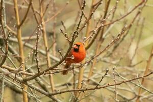 cette jolie Masculin cardinal est perché dans le pêche arbre pour sécurité. cette brillant rouge oiseau est en essayant à mélange dans. à être camouflé dans le branches. le membres sont sans pour autant feuilles dû à le tomber saison. photo