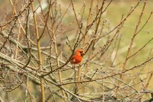 cette jolie Masculin cardinal est perché dans le pêche arbre pour sécurité. cette brillant rouge oiseau est en essayant à mélange dans. à être camouflé dans le branches. le membres sont sans pour autant feuilles dû à le tomber saison. photo