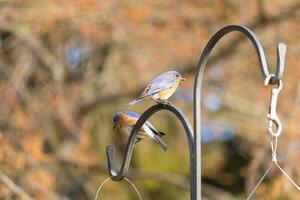 ces deux mignonne oiseaux bleus venu en dehors à le bergers accrocher. elles ou ils Regardez à être profiter chaque autres entreprise. une réunion de deux des oiseaux en dehors ensemble. le jolie rouillé Orange ventres avec bleu Haut plumes. photo