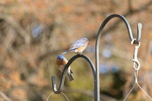 ces deux mignonne oiseaux bleus venu en dehors à le bergers accrocher. elles ou ils Regardez à être profiter chaque autres entreprise. une réunion de deux des oiseaux en dehors ensemble. le jolie rouillé Orange ventres avec bleu Haut plumes. photo