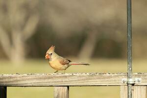 femelle cardinal à venir en dehors à le en bois balustrade pour graines pour oiseaux. sa marron plumes sont conçu pour camouflage comme opposé à le brillant rouge de le Masculin. sa peu Orange le bec pointu vers l'extérieur. photo