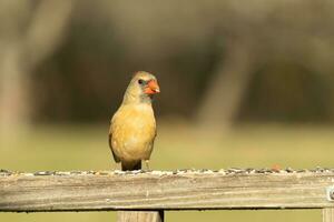 femelle cardinal à venir en dehors à le en bois balustrade pour graines pour oiseaux. sa marron plumes sont conçu pour camouflage comme opposé à le brillant rouge de le Masculin. sa peu Orange le bec pointu vers l'extérieur. photo