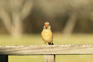 femelle cardinal à venir en dehors à le en bois balustrade pour graines pour oiseaux. sa marron plumes sont conçu pour camouflage comme opposé à le brillant rouge de le Masculin. sa peu Orange le bec pointu vers l'extérieur. photo