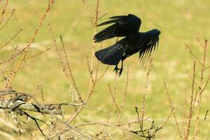 cette grand noir corbeau a été prise de de le pêche arbre lorsque je a pris cette photo. cette presque effrayant et l'amour Comment le plumes presque Regardez comme pointes. cette est une très Halloween photo. photo