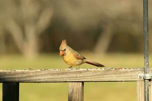 femelle cardinal à venir en dehors à le en bois balustrade pour graines pour oiseaux. sa marron plumes sont conçu pour camouflage comme opposé à le brillant rouge de le Masculin. sa peu Orange le bec pointu vers l'extérieur. photo