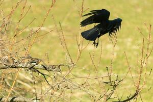 cette grand noir corbeau a été prise de de le pêche arbre lorsque je a pris cette photo. cette presque effrayant et l'amour Comment le plumes presque Regardez comme pointes. cette est une très Halloween photo. photo