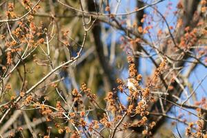 est phoebe perché dans une arbre. le oiseau est connu comme une tyran moucherolle et en essayant à cacher de ses proie. le aviaire est vu parmi fleur bourgeons et branches mélange. le sien marron corps mélange dans. photo