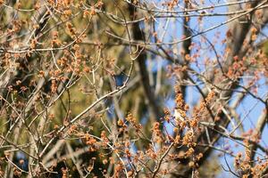 est phoebe perché dans une arbre. le oiseau est connu comme une tyran moucherolle et en essayant à cacher de ses proie. le aviaire est vu parmi fleur bourgeons et branches mélange. le sien marron corps mélange dans. photo