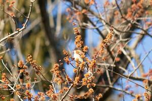 est phoebe perché dans une arbre. le oiseau est connu comme une tyran moucherolle et en essayant à cacher de ses proie. le aviaire est vu parmi fleur bourgeons et branches mélange. le sien marron corps mélange dans. photo