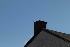 cette est un image de une oiseau moqueur séance sur le cheminée de une maison. le silhouette Regardez de cette aviaire séance fier, repos sur le rouge brique structure. le bleu ciel dans le Contexte ajoute à ce. photo