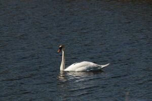 cette magnifique cygne est calmement nager à travers cette calme étang. le très longue cou est atteindre en dehors avec sa yeux à la recherche autour pour aliments. le jolie Orange le bec est prêt à scoop en haut peu importe vient. photo