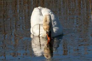 je l'amour le Regardez de cette magnifique blanc cygne nager par cette étang. le grand blanc oiseau semble assez pacifique. le réflexion en dessous de cette aviaire est vraiment jolie dans le encore l'eau. photo