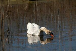 je l'amour le Regardez de cette magnifique blanc cygne nager par cette étang. le grand blanc oiseau semble assez pacifique. le réflexion en dessous de cette aviaire est vraiment jolie dans le encore l'eau. photo