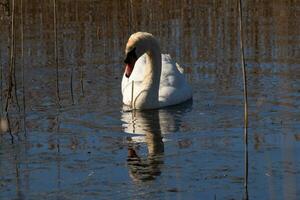 je l'amour le Regardez de cette magnifique blanc cygne nager par cette étang. le grand blanc oiseau semble assez pacifique. le réflexion en dessous de cette aviaire est vraiment jolie dans le encore l'eau. photo