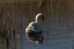 je l'amour le Regardez de cette magnifique blanc cygne nager par cette étang. le grand blanc oiseau semble assez pacifique. le réflexion en dessous de cette aviaire est vraiment jolie dans le encore l'eau. photo