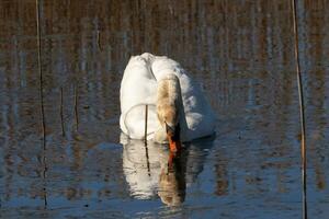 je l'amour le Regardez de cette magnifique blanc cygne nager par cette étang. le grand blanc oiseau semble assez pacifique. le réflexion en dessous de cette aviaire est vraiment jolie dans le encore l'eau. photo