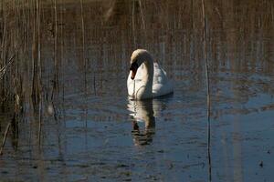 je l'amour le Regardez de cette magnifique blanc cygne nager par cette étang. le grand blanc oiseau semble assez pacifique. le réflexion en dessous de cette aviaire est vraiment jolie dans le encore l'eau. photo