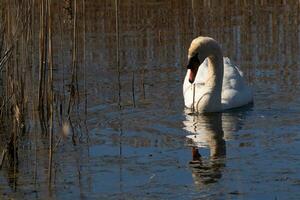 je l'amour le Regardez de cette magnifique blanc cygne nager par cette étang. le grand blanc oiseau semble assez pacifique. le réflexion en dessous de cette aviaire est vraiment jolie dans le encore l'eau. photo