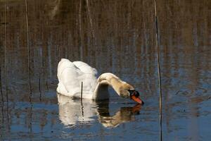 je l'amour le Regardez de cette magnifique blanc cygne nager par cette étang. le grand blanc oiseau semble assez pacifique. le réflexion en dessous de cette aviaire est vraiment jolie dans le encore l'eau. photo