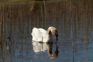 je l'amour le Regardez de cette magnifique blanc cygne nager par cette étang. le grand blanc oiseau semble assez pacifique. le réflexion en dessous de cette aviaire est vraiment jolie dans le encore l'eau. photo