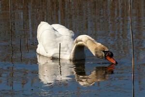 je l'amour le Regardez de cette magnifique blanc cygne nager par cette étang. le grand blanc oiseau semble assez pacifique. le réflexion en dessous de cette aviaire est vraiment jolie dans le encore l'eau. photo