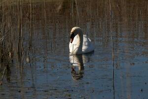 je l'amour le Regardez de cette magnifique blanc cygne nager par cette étang. le grand blanc oiseau semble assez pacifique. le réflexion en dessous de cette aviaire est vraiment jolie dans le encore l'eau. photo