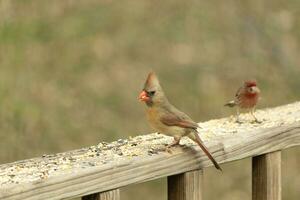 femelle cardinal à venir en dehors à le en bois balustrade pour graines pour oiseaux. sa marron plumes sont conçu pour camouflage comme opposé à le brillant rouge de le Masculin. sa peu Orange le bec pointu vers l'extérieur. photo