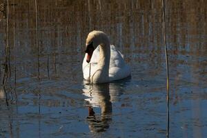 je l'amour le Regardez de cette magnifique blanc cygne nager par cette étang. le grand blanc oiseau semble assez pacifique. le réflexion en dessous de cette aviaire est vraiment jolie dans le encore l'eau. photo