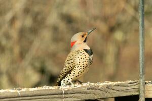 nord vaciller posant sur le balustrade. le sien poitrine gonflé en dehors et à la recherche stoïque. le sien or plumage avec noir mouchetures aide pour camouflage. le peu noir bavoir des stands dehors. cette est une grand Pivert. photo