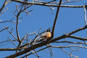 magnifique Robin perché dans le arbre. le sien noir plumes mélange dans avec le nu branches. le sien peu Orange ventre des stands dehors. le membres de le arbre faire ne pas avoir feuilles dû à le hiver saison. photo