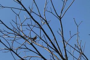 magnifique Robin perché dans le arbre. le sien noir plumes mélange dans avec le nu branches. le sien peu Orange ventre des stands dehors. le membres de le arbre faire ne pas avoir feuilles dû à le hiver saison. photo