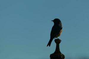 mignonne peu oiseau bleu venu en dehors à visite le en bois mangeoire pour les oiseaux. le sien rouillé Orange ventre avec une blanc pièce des stands en dehors de le sien bleu diriger. le sien foncé yeux Regardez à travers le façon. cette peu aviaire est posant. photo