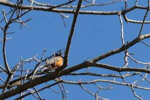 magnifique Robin perché dans le arbre. le sien noir plumes mélange dans avec le nu branches. le sien peu Orange ventre des stands dehors. le membres de le arbre faire ne pas avoir feuilles dû à le hiver saison. photo