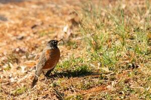 magnifique Robin permanent dans le herbe avec marron couleurs tout autour. cette oiseau à beaucoup veux dire printemps. le aviaire a une foncé noir corps avec un Orange ventre. il presque regards comme une étoile autour le sien œil. photo