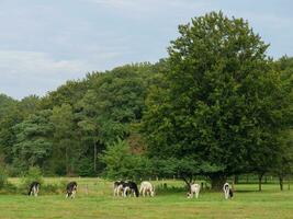 vaches sur une champ dans westphalie photo