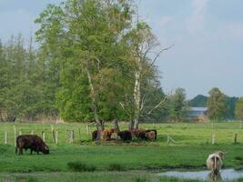 vaches sur une champ dans westphalie photo