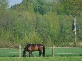 vaches sur une champ dans westphalie photo