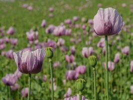 coquelicots sur une champ dans Allemagne photo