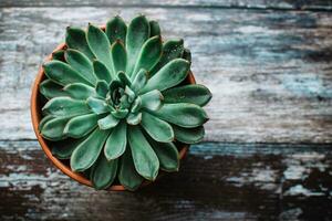 miniature succulent plante dans une pot sur une en bois Contexte. photo