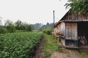 de face vue de en bois maison dans russe village dans ensoleillé été journée photo