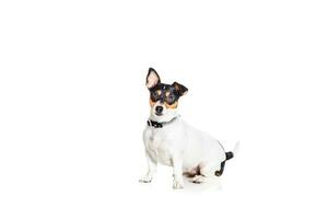 jack Russell terrier, isolé sur blanc photo