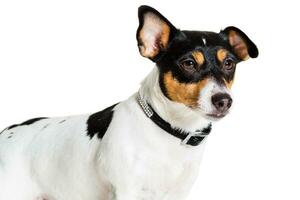 jack Russell terrier, isolé sur blanc photo