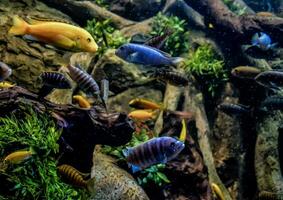 poisson dans le aquarium photo