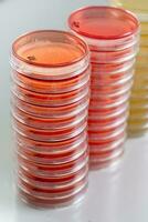 rouge et Jaune pétri vaisselle piles dans microbiologie laboratoire sur le bactériologie laboratoire Contexte. photo