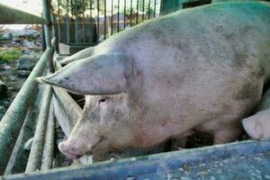 une porc dans une stylo avec ses tête collage en dehors photo