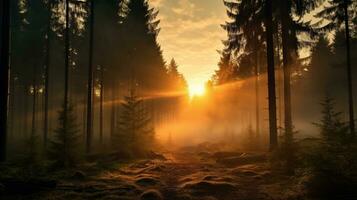 lever du soleil dans le brumeux forêt photo