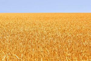 blé champ. oreilles de d'or blé. magnifique la nature. rural paysage en dessous de brillant lumière du soleil. Contexte de maturité oreilles de Prairie blé champ. photo